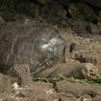 Galapagos_Land_D80221.jpg