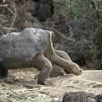 Galapagos_Land_D80259.jpg