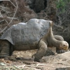 Galapagos_Land_D80267.jpg