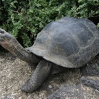 Galapagos_Land_D80294.jpg