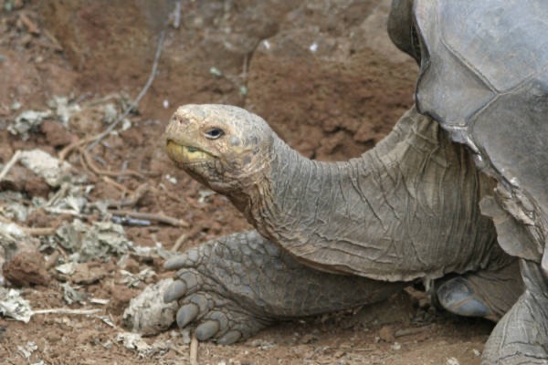 Galapagos_Land_D80315.jpg