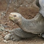 Galapagos_Land_D80315.jpg