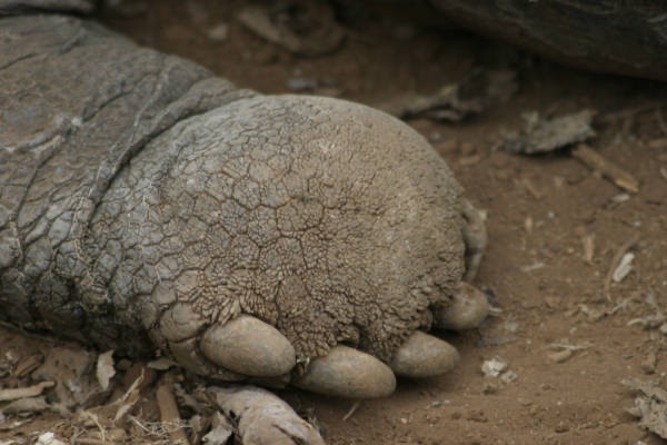 Galapagos_Land_D80318.jpg