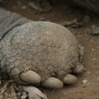 Galapagos_Land_D80318.jpg