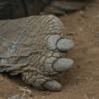 Galapagos_Land_D80320.jpg