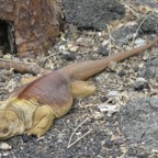 Galapagos_Land_D80334.jpg