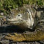 th_Galapagos_Land_D80179.jpg
