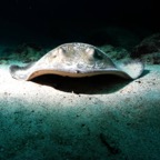 Galapagos_UW_D20048.jpg
