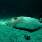 Galapagos_UW_D20051.jpg