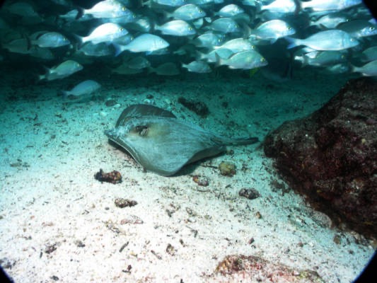 Galapagos_UW_D20059.jpg