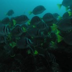 Galapagos_UW_D20100.jpg