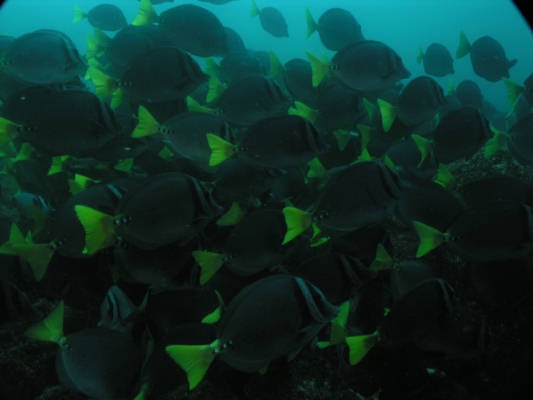 Galapagos_UW_D20103.jpg