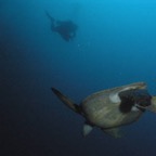 Galapagos_UW_D30100.jpg