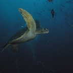 Galapagos_UW_D30117.jpg