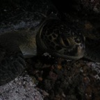 Galapagos_UW_D30120.jpg