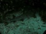 th_Galapagos_UW_D20014.jpg