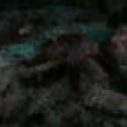 th_Galapagos_UW_D20018.jpg