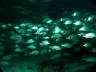 th_Galapagos_UW_D20060.jpg