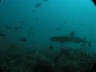 th_Galapagos_UW_D20093.jpg
