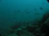 th_Galapagos_UW_D20094.jpg