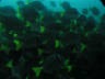 th_Galapagos_UW_D20103.jpg