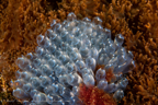 20191001- Oman 2019 d3d3-3.jpg