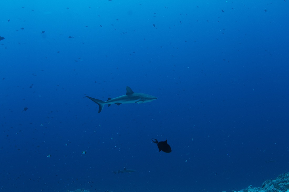 2011-07-14 Palau2011D4D3 829.jpg