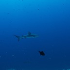 2011-07-14 Palau2011D4D3 829.jpg
