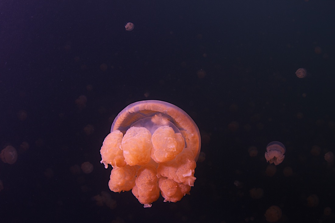 Palau2011D6JFL 1238 2011-07-15.jpg