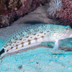 20190825- RSAId1-109.jpg