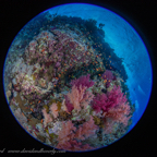20190829- RSAId5d2-4.jpg