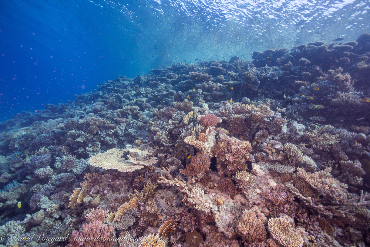 20190906- RSAIId6d14.jpg