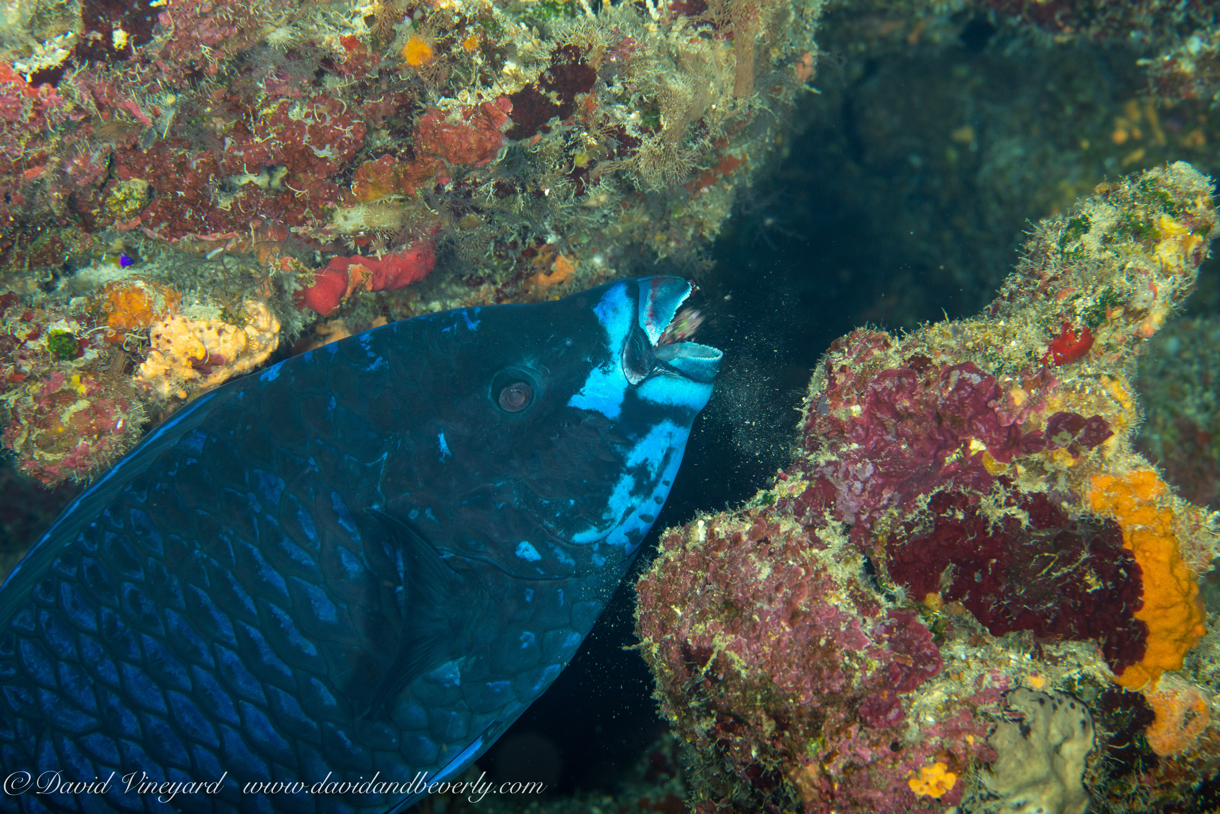 20180909-Roatan_D1D1-21.jpg