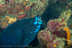 20180909-Roatan_D1D1-21.jpg