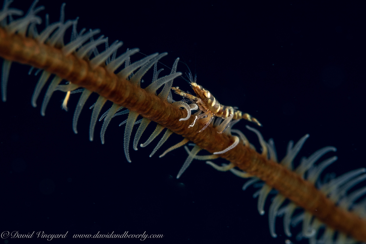 20180909-Roatan_D1D1-36.jpg