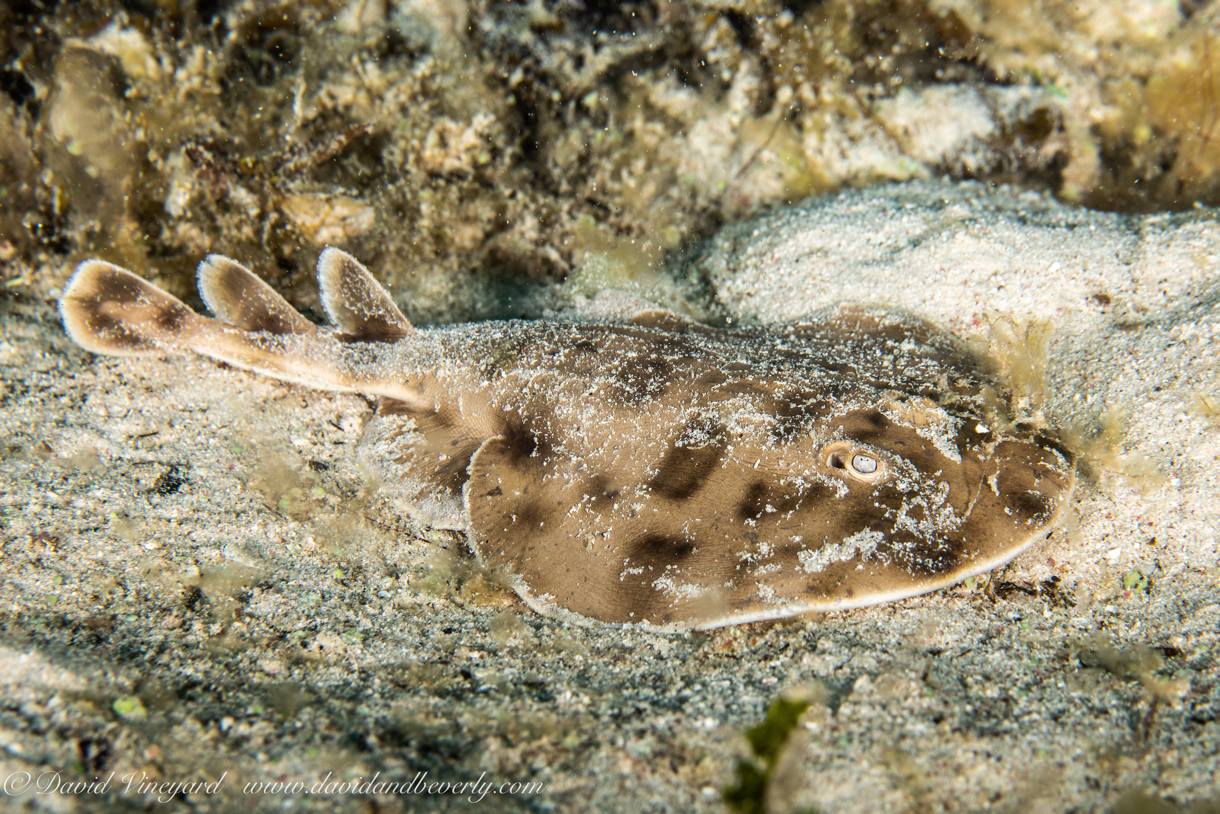 20180911-Roatan_D3D2-12.jpg