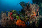 20180912-Roatan_D4D1-24.jpg