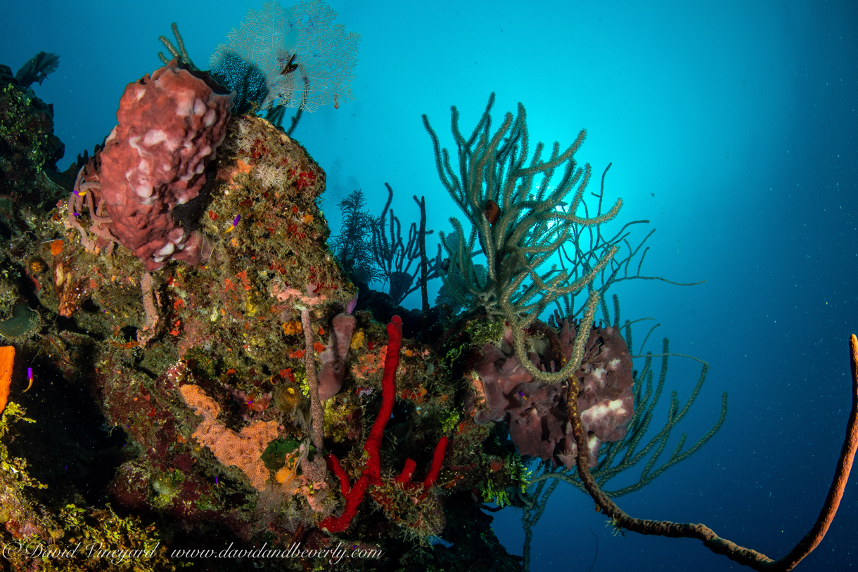 20180912-Roatan_D4D1-47.jpg