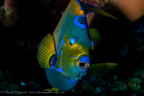 20180913-Roatan_D5D4-11.jpg