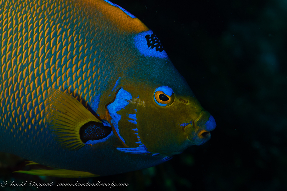 20180913-Roatan_D5D4-12.jpg