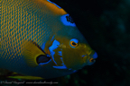 20180913-Roatan_D5D4-12.jpg