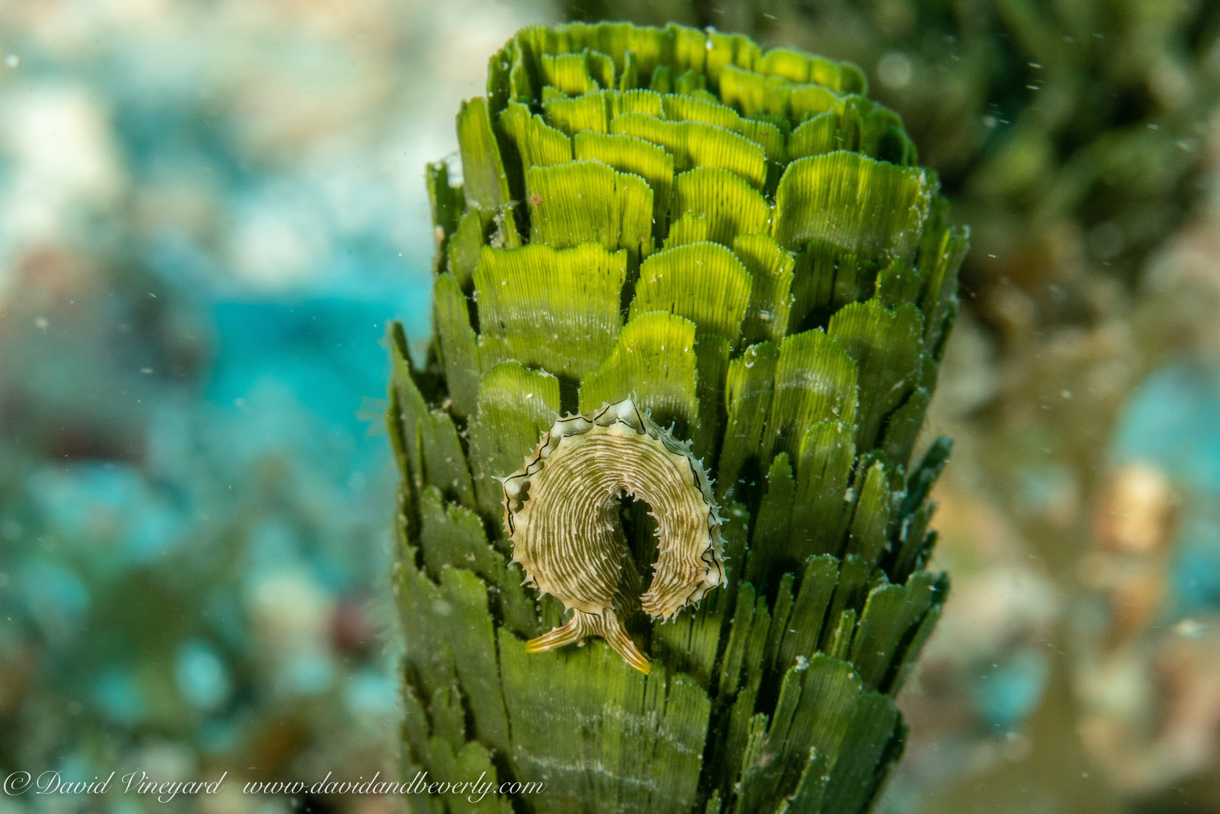 20180914-Roatan_D6D2-83.jpg