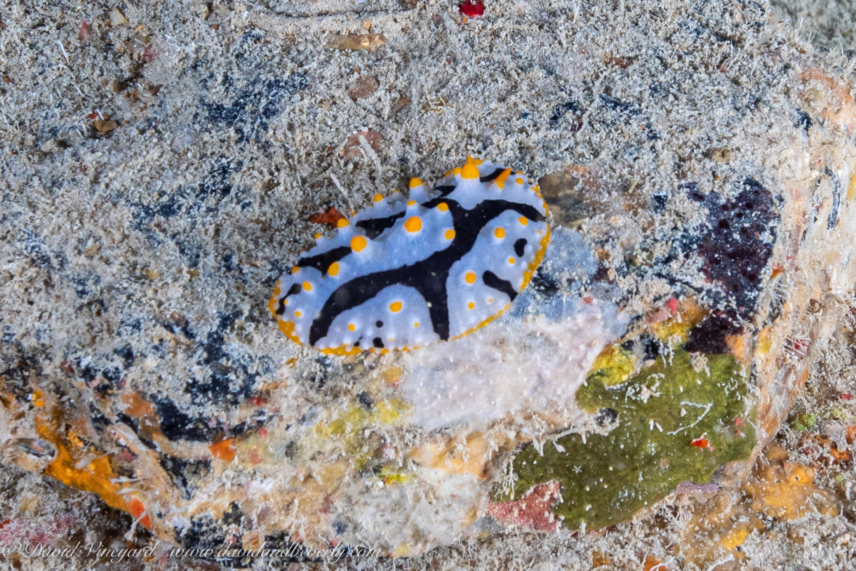 20190904- RSAIId4d1142.jpg