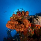 2015-09-22 TCI 436.jpg