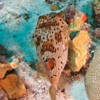 2015-09-23 TCI 510.jpg
