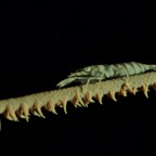 2015-09-24 TCI 605.jpg