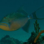 2015-09-24 TCI 616.jpg