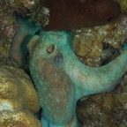 2015-09-24 TCI 785.jpg