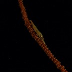2015-09-25 TCI 798.jpg