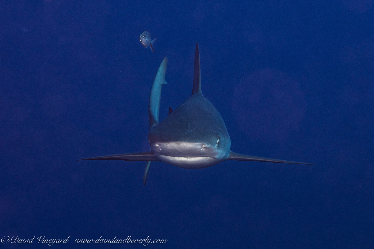 20190428- TCI d1d1-11.jpg